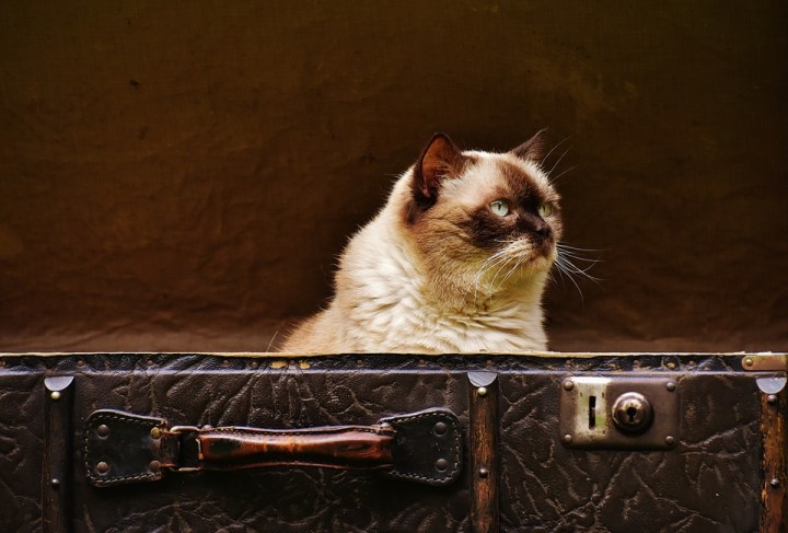 cat-luggage-1644614_960_720