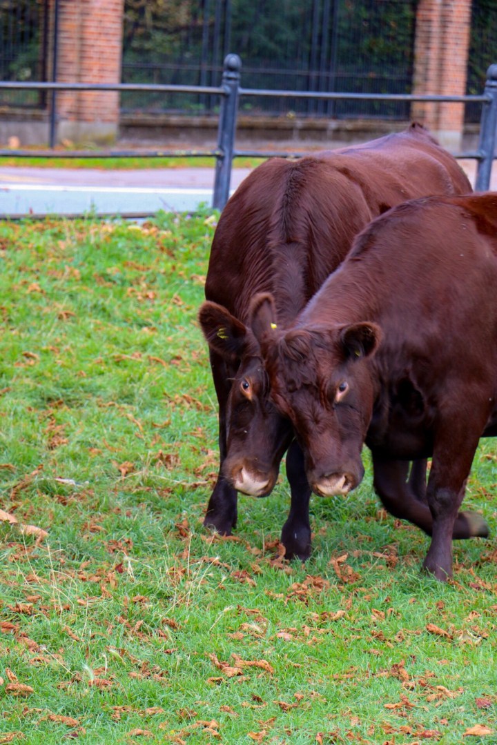 4B2D9C4B-A0F6-4022-AF7F-CBB750F00782